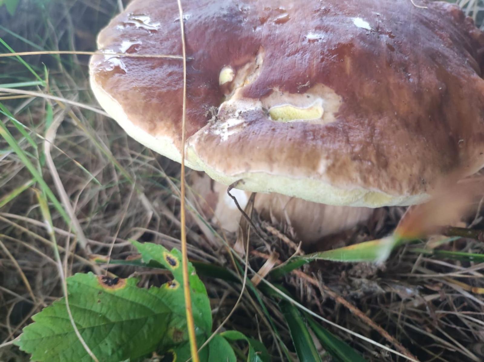 Drewniany Domek Daria I Tomek 2 Domki Na 8 Osob Stronie Śląskie المظهر الخارجي الصورة